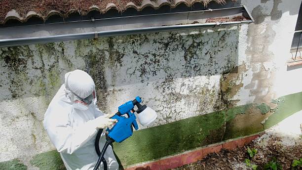 Top rated local Mold Remediation specialists in Ekron, KY